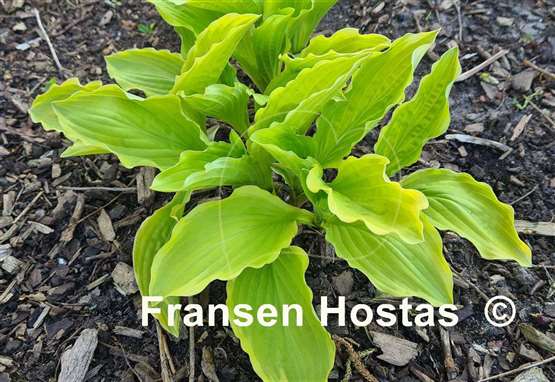 Hosta Duchess